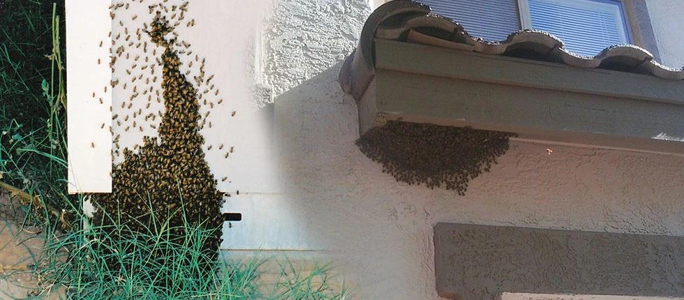 Bee swarms on the side of a building